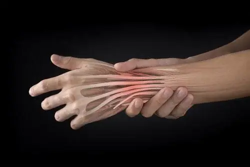 The Surprising Role Tendons Played in Human Evolution