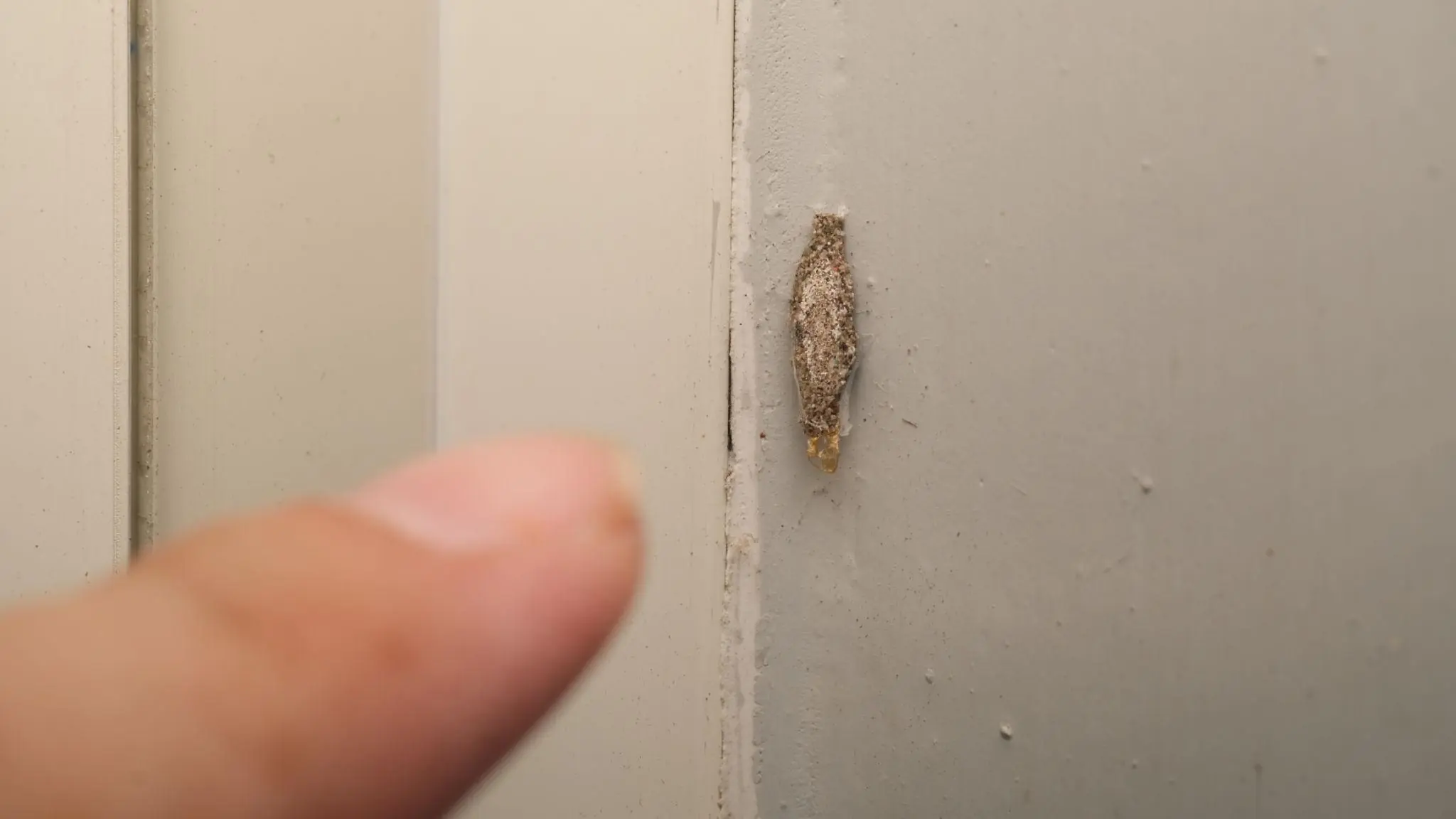 Ever Wondered What Those Strange Hanging Insects on Walls Really Are?