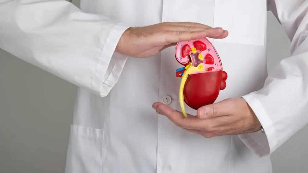 Common signs of kidney problems and ways to prevent damage