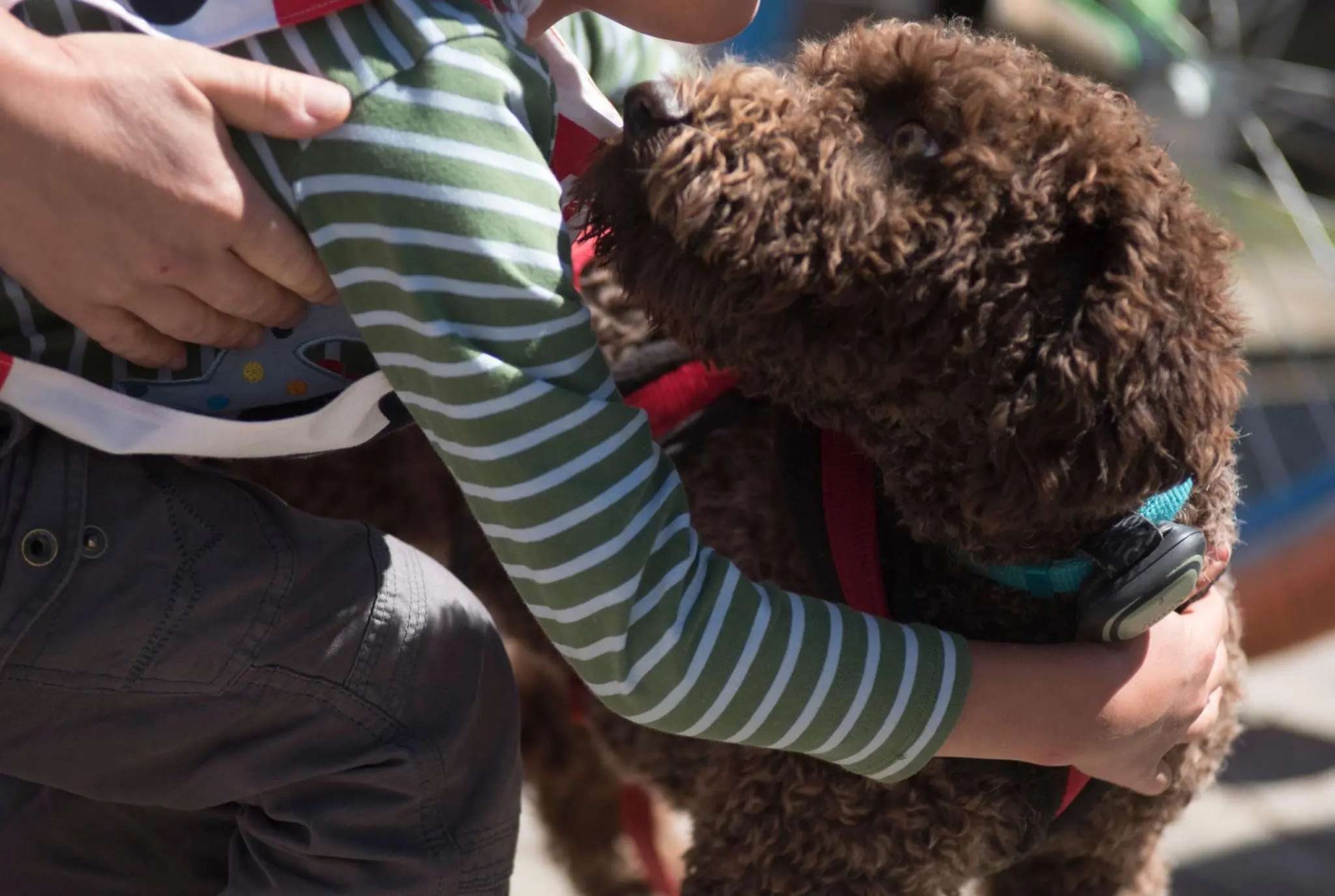 Why Dogs Sniff the Genital Area — And What It Really Means