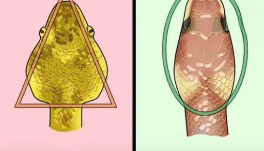 Snake Bite Emergency? Here Are the First Critical Steps That Could Save Your Life