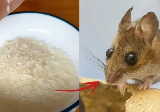 Just a Handful of Rice Can Help Drive Rats Away — A Simple Household Trick Many Wish They’d Known Earlier