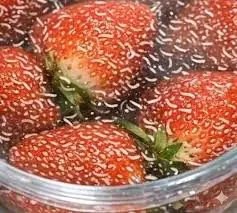 After soaking my berries in salt water, I noticed small white wiggling things. Are they still safe to eat?