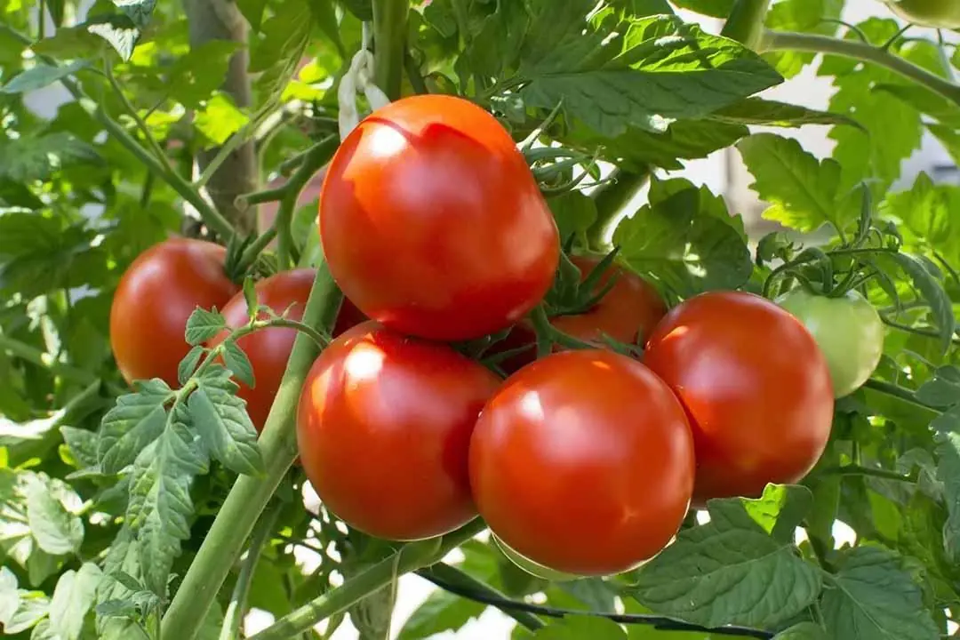 Amazing Things You Probably Didn’t Know About Tomatoes