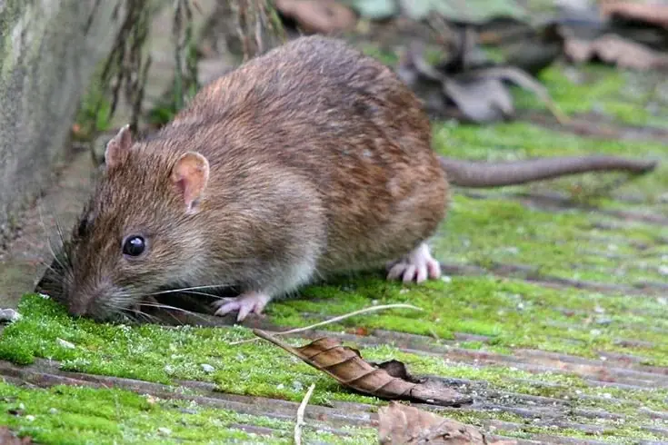 3 Effective Tricks to Help Prevent Mice from Entering Your House