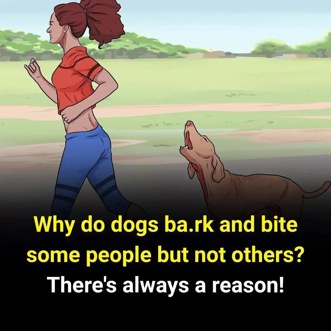 The Real Reason Dogs Often Behave This Way Might Surprise You