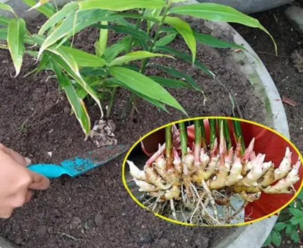 With Just One Ginger Root and a Few Simple Steps, You Can Grow Enough Ginger for the Whole Year