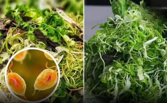 In Summer, There Are 3 Types of Vegetables Easily Infected With Parasites — Be Especially Careful When Eating Them