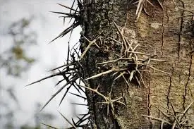 Exploring the Traditional and Practical Uses of the Honey Locust Tree