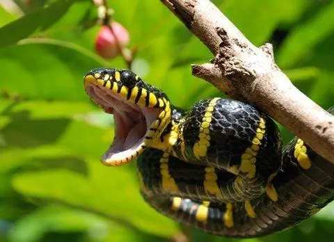 To Reduce the Chances of Snakes Entering Your Home, Try These 3 Helpful Tips