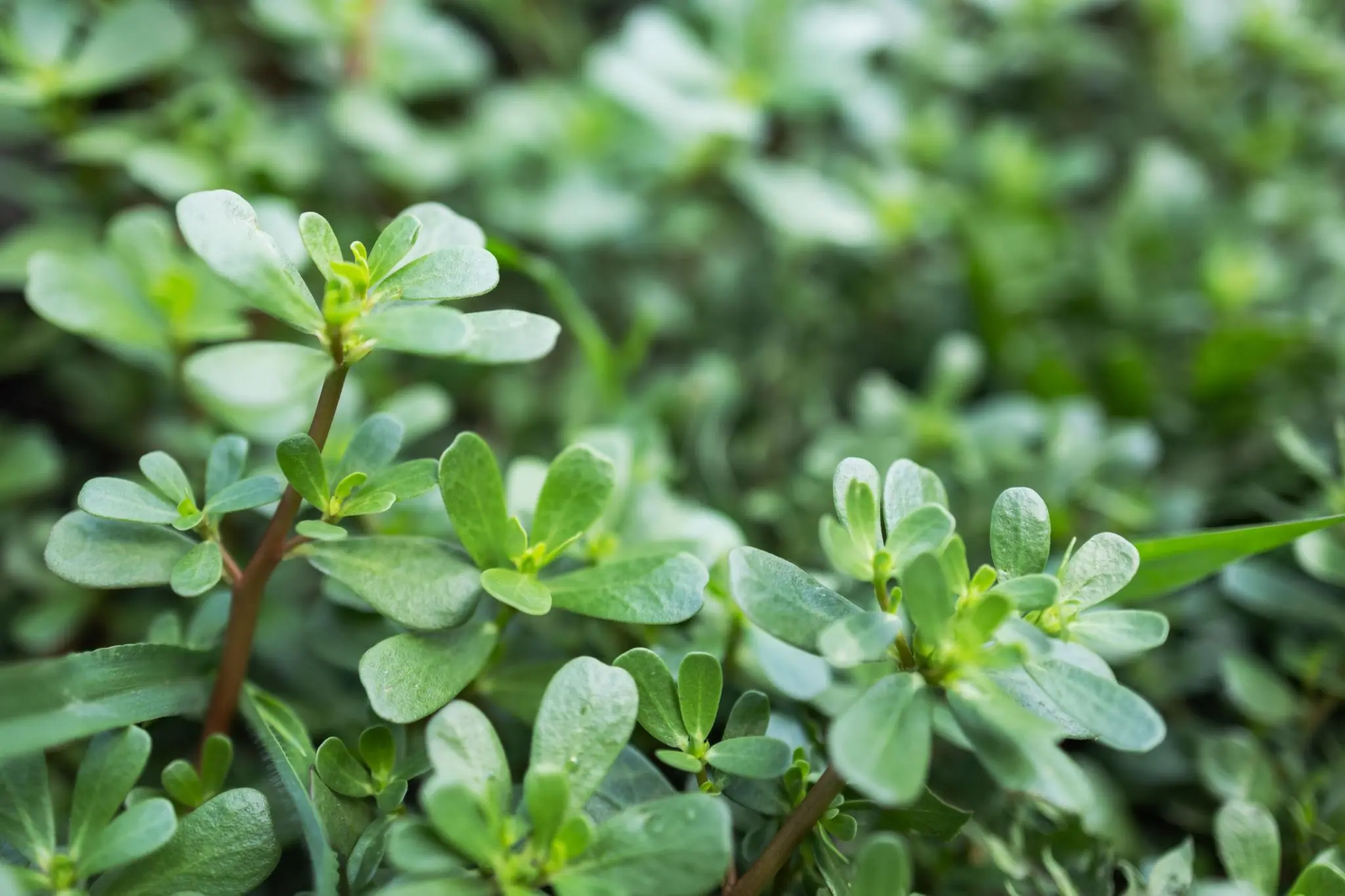 Often Mistaken for a Weed, This Nutritious Plant May Offer Surprising Benefits for Bone Health