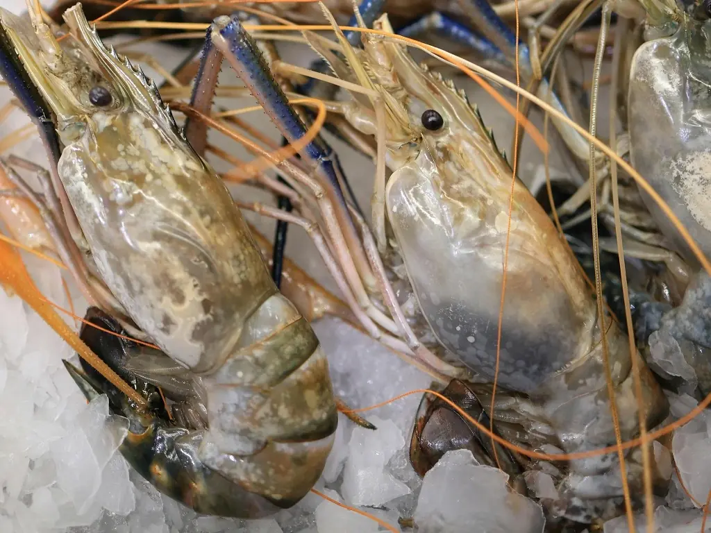 Before Storing Shrimp in the Fridge, Add This Common Sweet Ingredient to Help Preserve Freshness