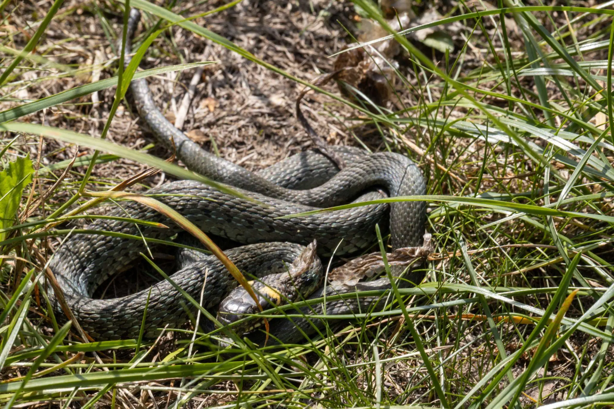 You Need to Distinguish Between Venomous and Non-Venomous Snakes — Here’s Why It Matters