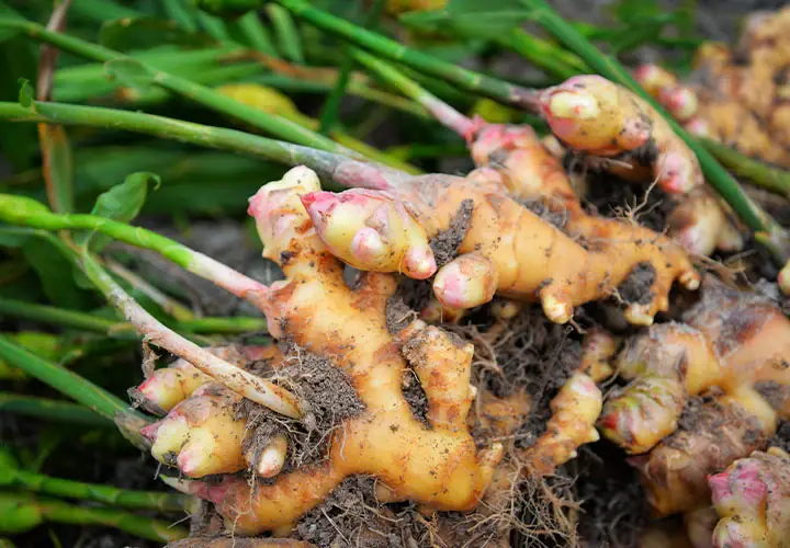 What Really Happens When You Consume Ginger Too Often?