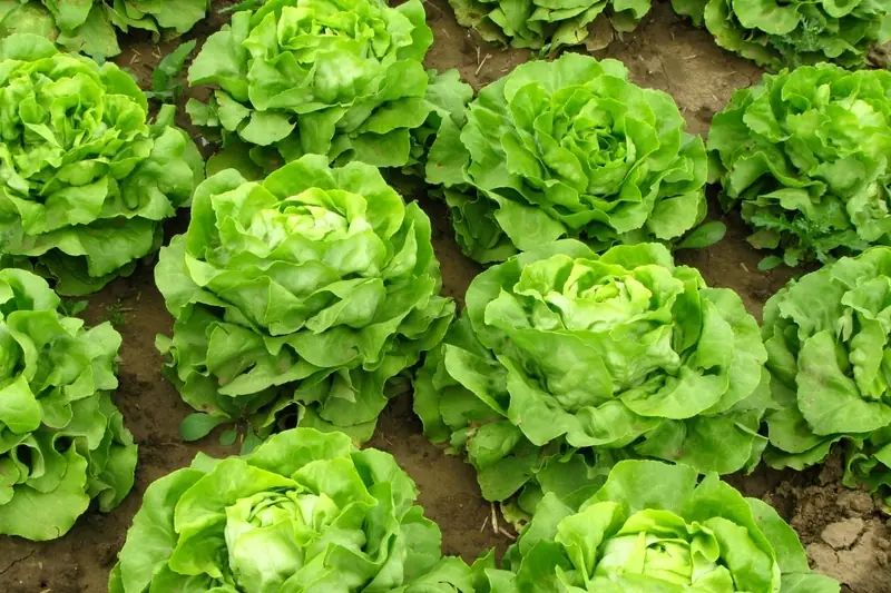 These 8 Everyday Vegetables May Harbor More Residue and Bacteria Than Expected