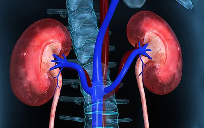 Your Body May Show These 5 Signs When Your Kidneys Are Functioning Well