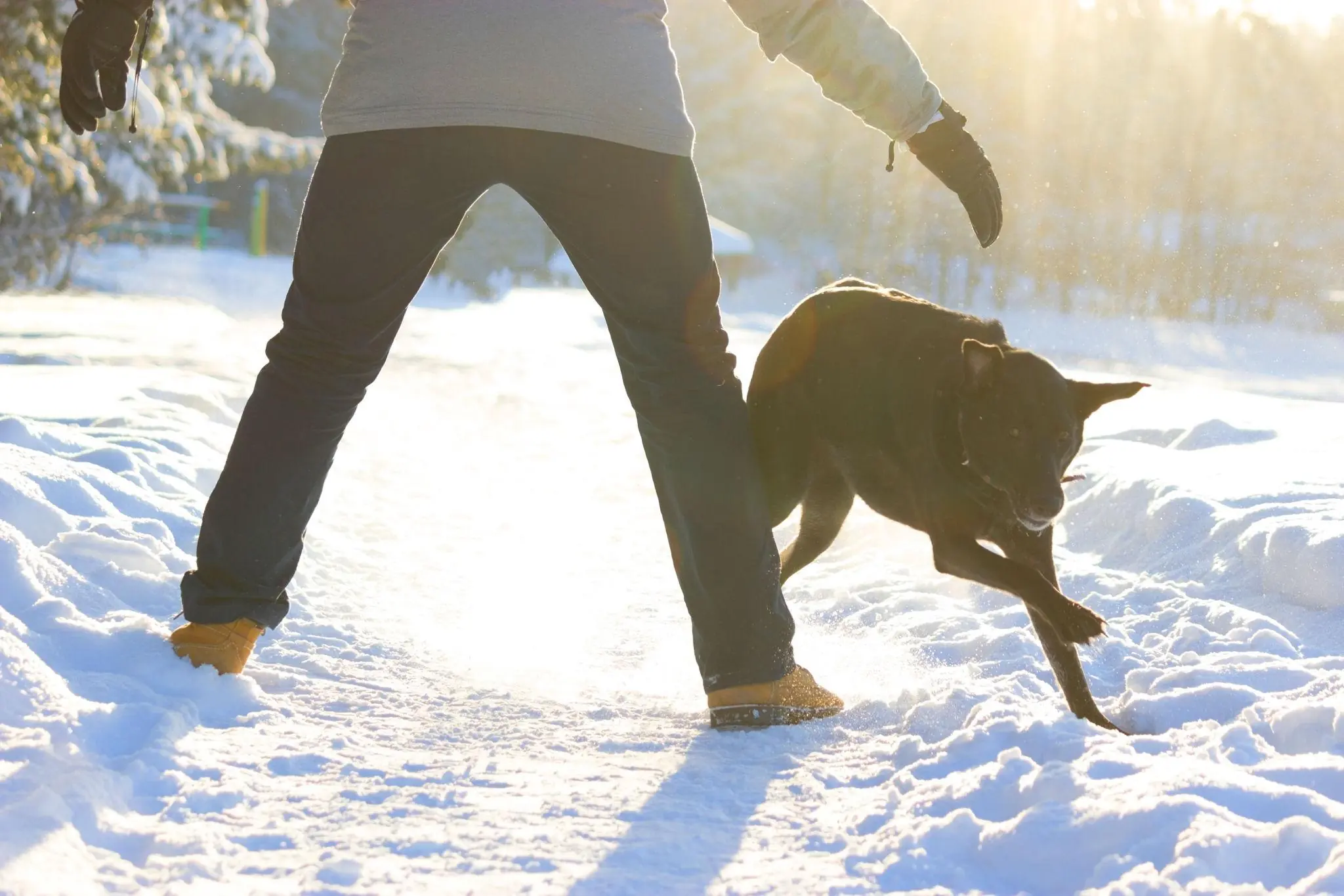 Why Do Dogs Often Chase Strangers? Experts Explain the Real Reasons Behind This Behavior