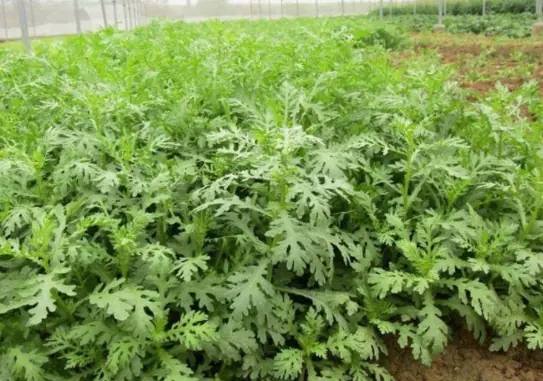 Once Considered a Vegetable for Royalty, This Nutritious Plant Is Now Grown in Ordinary Home Gardens