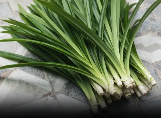 A plant with a distinctive aroma: Both a spice and a 'miracle drug' for health