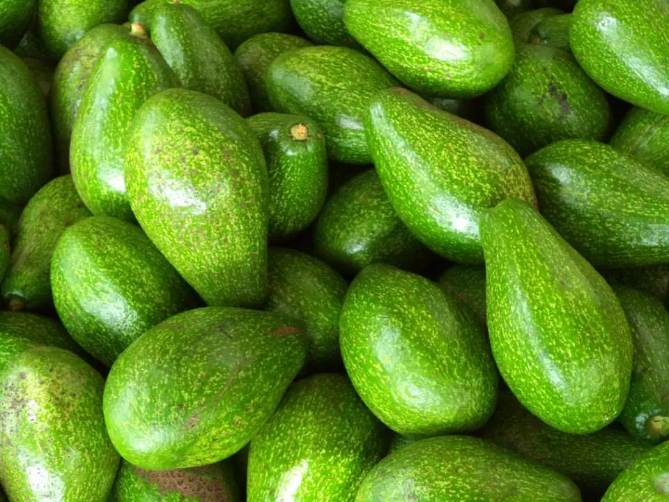 7 Important Risks of Eating Avocados You Shouldn’t Ignore