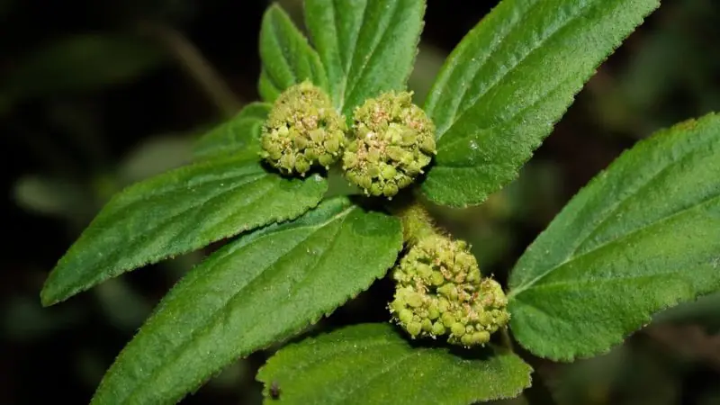 The Hidden Power of Euphorbia Hirta: A Natural Plant With Surprising Health Benefits