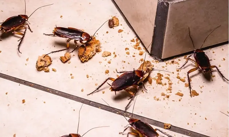 One Easy Household Ingredient That Many People Use to Help Repel Cockroaches
