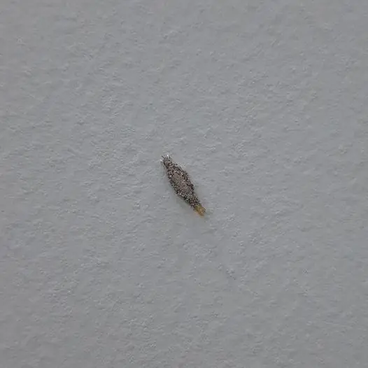 The Strange Tiny “Bag” on Your Wall May Hide a Living Creature Inside