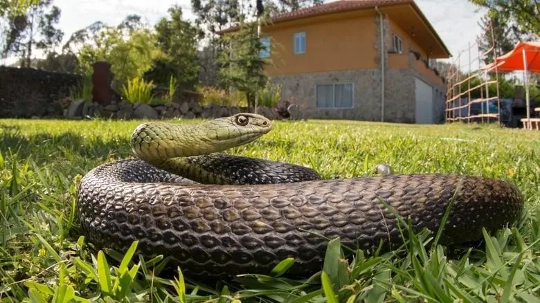If You’re Noticing More Snakes Near Your Home, These 3 Simple Prevention Tips May Help