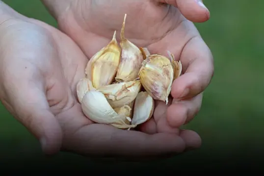 What Happened After a 58-Year-Old Ate Raw Garlic Every Morning for Six Months Caught Many People by Surprise