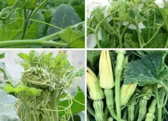 Experts Warn That Improperly Prepared Vegetables May Carry Health Risks — Here Are 3 You Should Be Careful With