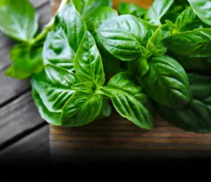 Why Many People Recommend Keeping at Least One Basil Plant Inside the House