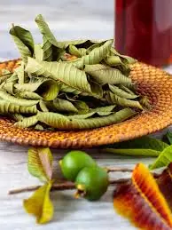 The Hidden Benefits of Guava Leaves Are Getting Attention from Health Experts