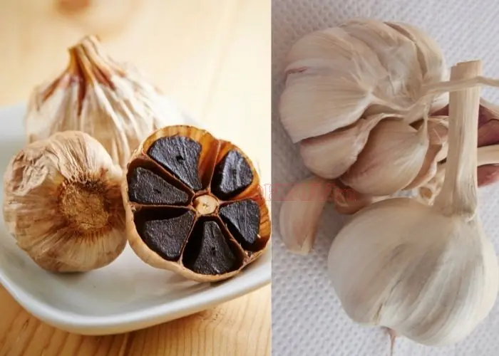Black Garlic vs Regular Garlic: What’s the Nutritional Difference?