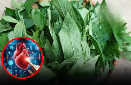 These Iron-Rich Vegetables May Be Excellent for Heart Health — Yet Many People Rarely Talk About Them
