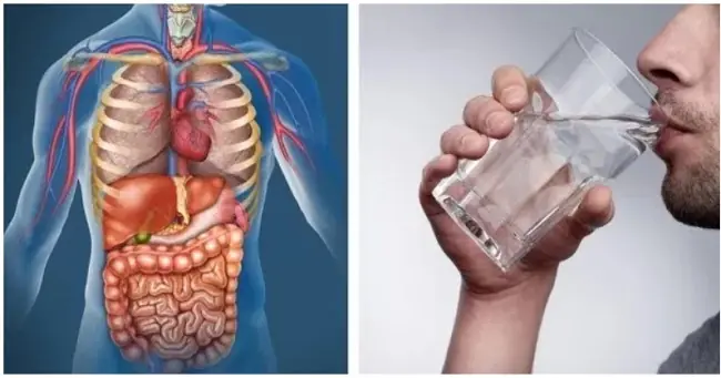 Start Your Morning With Water: What Happens When You Drink It on an Empty Stomach