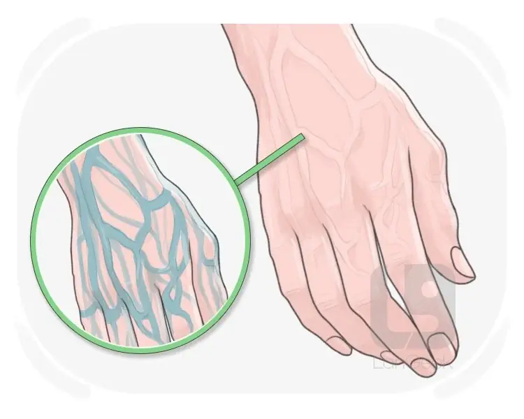 Visible Veins Explained: What They Could Mean for Your Body