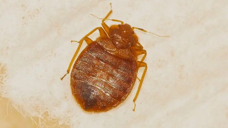 Here’s What Can Happen to Your Skin and Health After Bed Bug Bites