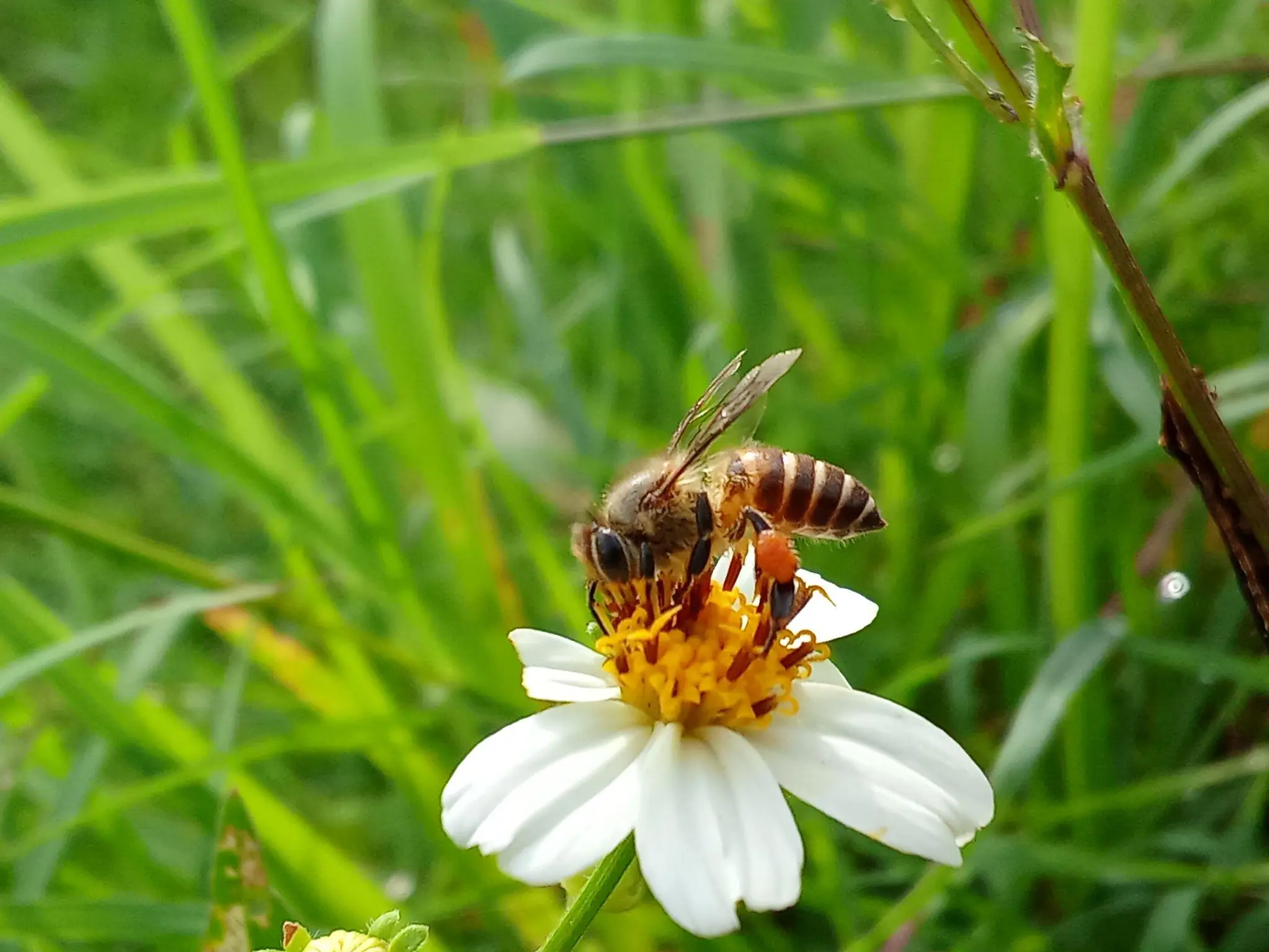 Bees Landing on Your Clean Clothes? Here’s Why It Happens and What You Can Do