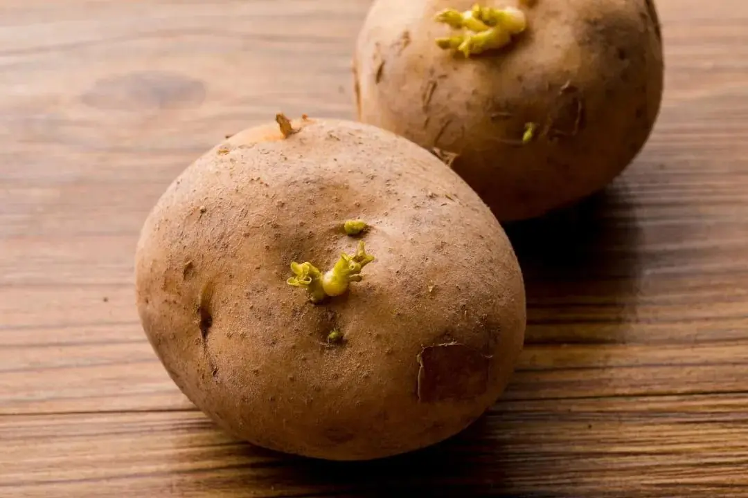 Why You Should Be Careful Before Eating Potatoes That Have Started Sprouting?