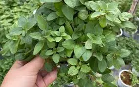 Eating Oregano Daily Could Have Surprising Health Benefits
