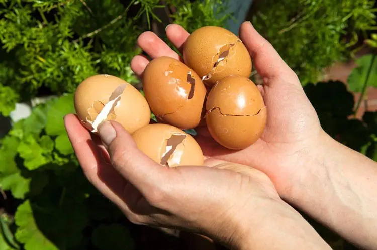 Boiled Eggshells Have More Uses Than You Think - Here Are Some Surprising Ways to Reuse Them