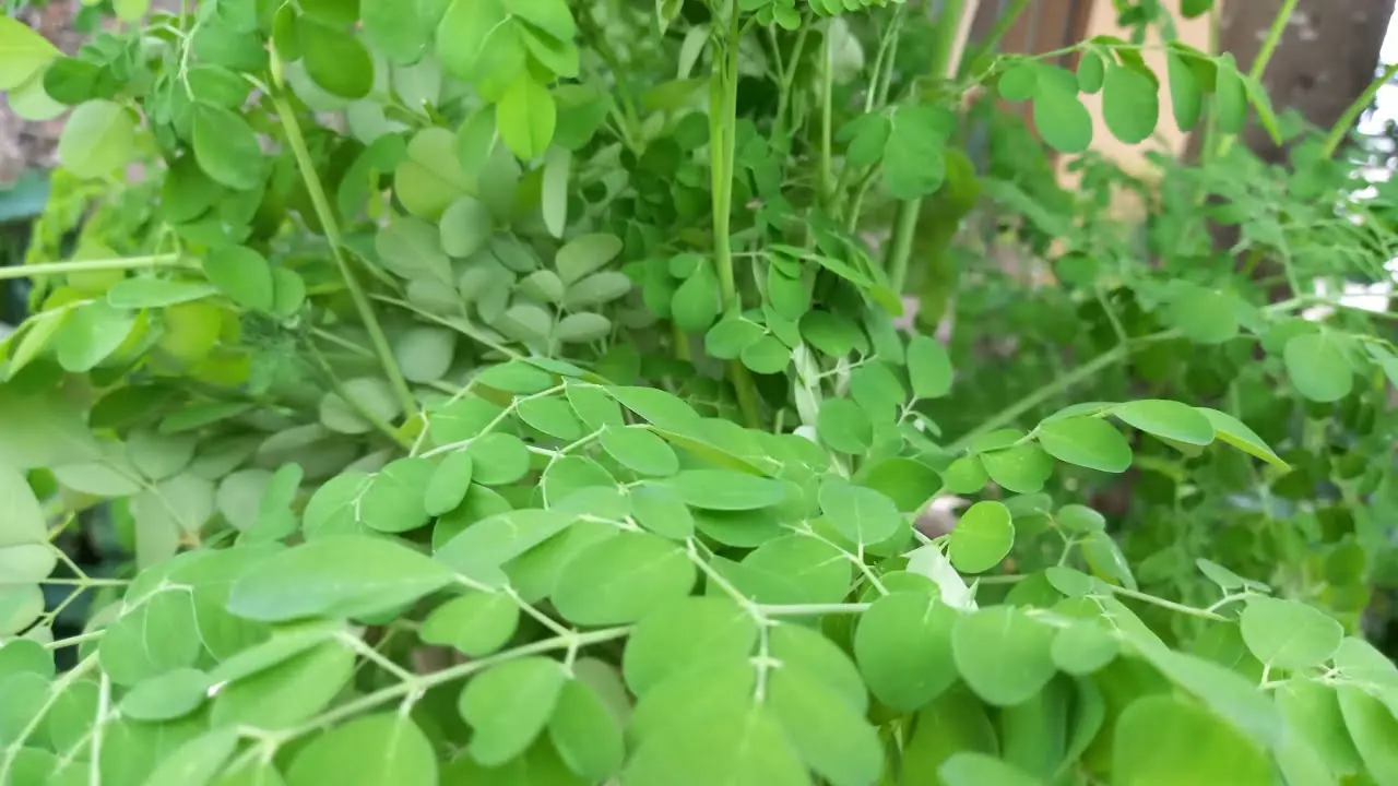 One of the Most Nutrient-Dense Vegetables Is Often Underrated for Its Calcium Content - Moringa