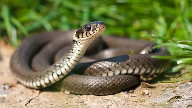 These 7 Natural Scents Are Often Used to Help Keep Snakes Away From Yards and Gardens