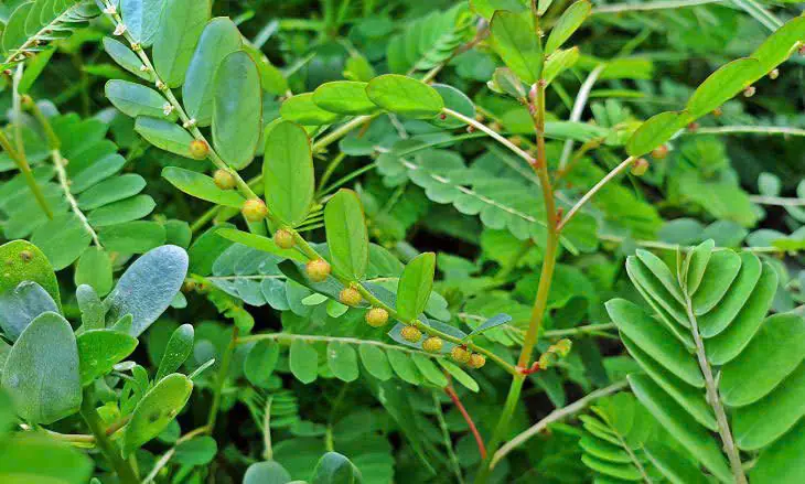 Chanca Piedra Tea: Exploring the Traditional Uses and Potential Health Benefits of Stone Breaker Herb