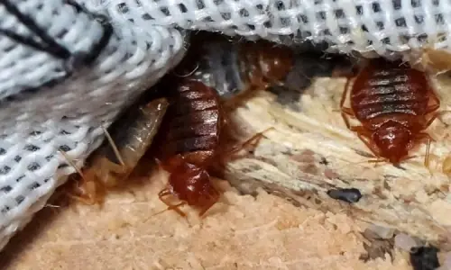 Natural Bed Bug Solutions: How Diatomaceous Earth and Cloves Are Commonly Used