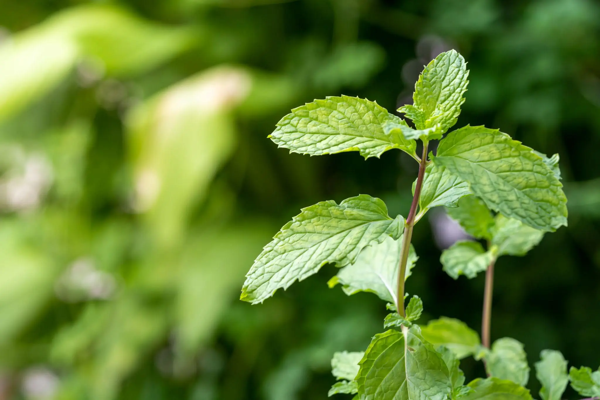 Looking for Natural Ways to Deter Snakes? Here Are 8 Plants People Often Use