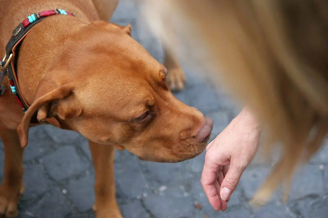 Can Dogs Really Tell If Someone Is Good or Bad?