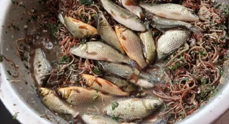4 Types of Fish That Should Have Been Ba.nned Long Ago: Many People Still Eat Them Every Day!