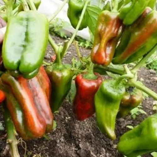 Doctors Reveal the Truth About Bell Peppers, and It’s Not What Most People Expect