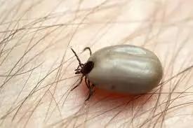 Health Alert for Parents: If You Spot This in Your Child’s Hair, Take a Closer Look